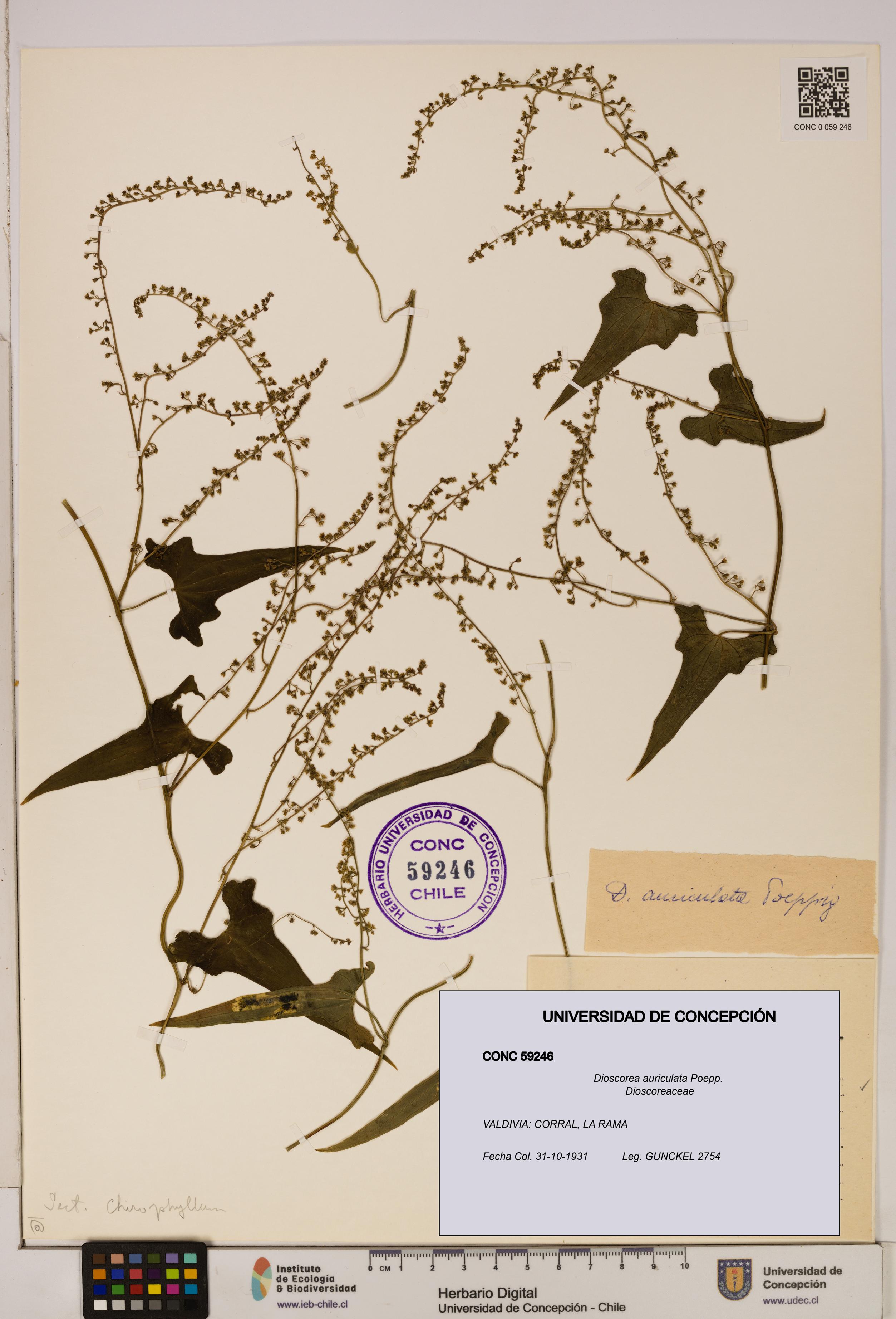 Dioscorea auriculata [Espécimen: ]