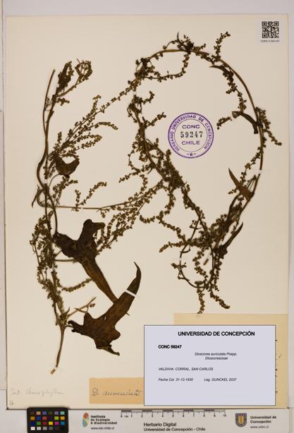 Dioscorea auriculata [Espécimen: ]