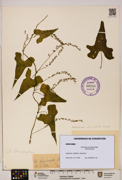Dioscorea auriculata [Espécimen: ]