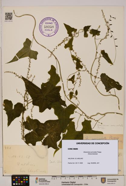 Dioscorea auriculata [Espécimen: ]