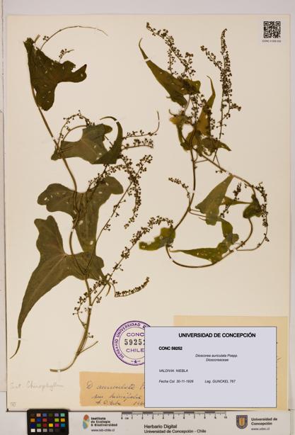 Dioscorea auriculata [Espécimen: ]
