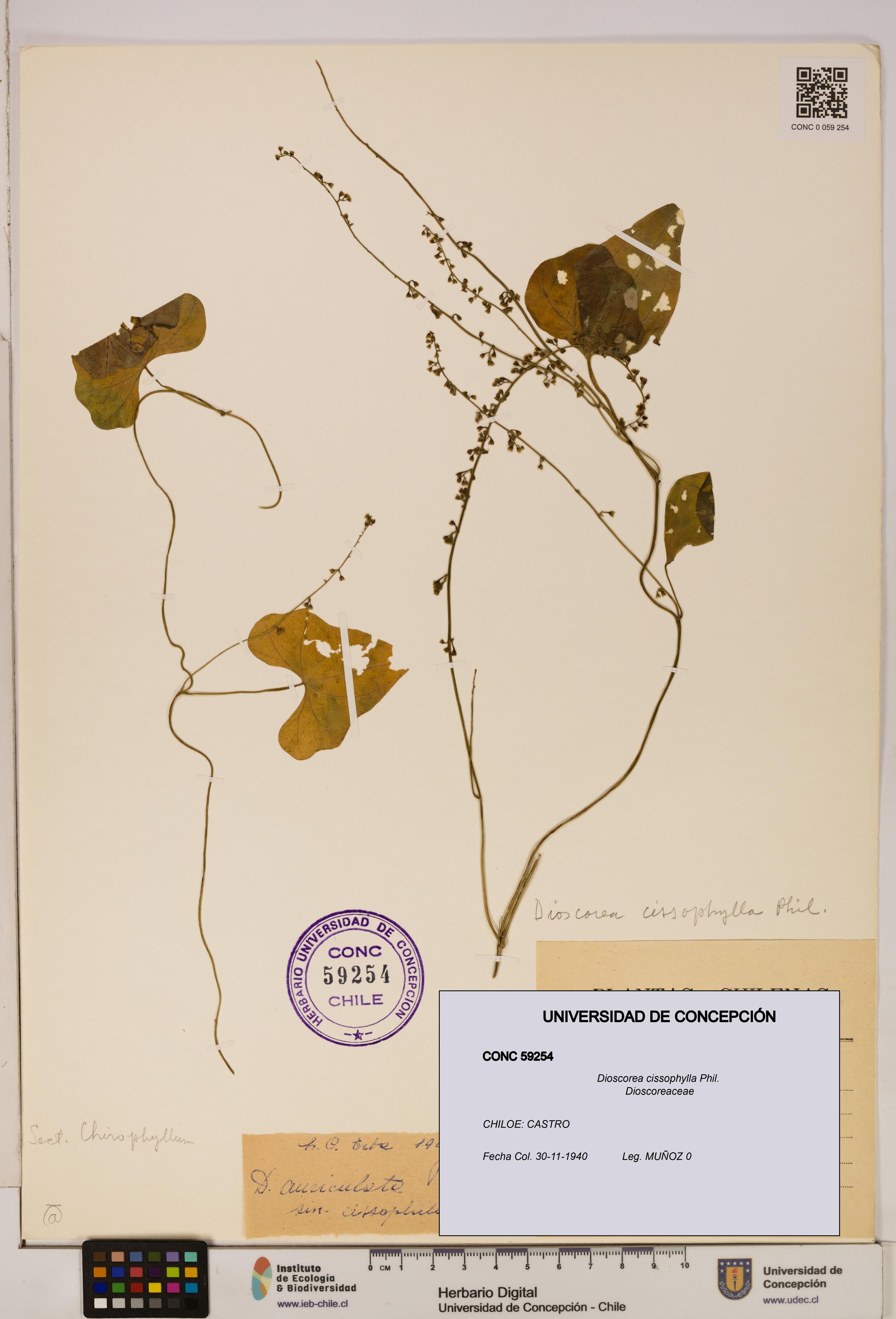 Dioscorea cissophylla [Espécimen: ]