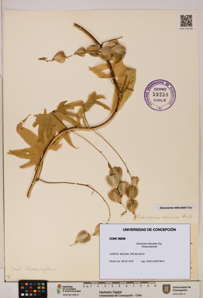 Dioscorea reticulata [Espécimen: ]