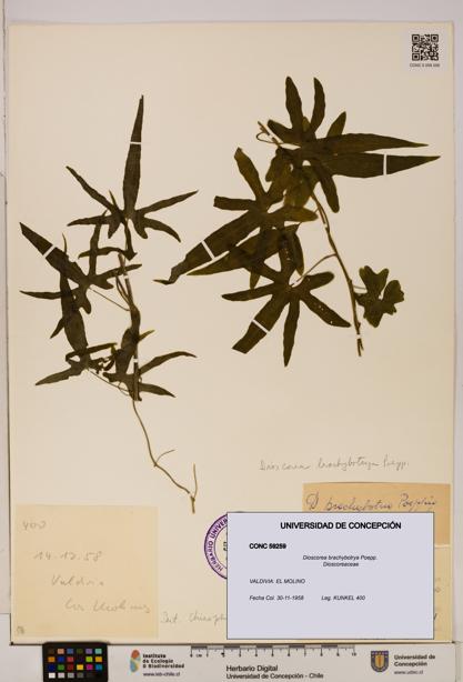 Dioscorea brachybotrya [Espécimen: ]
