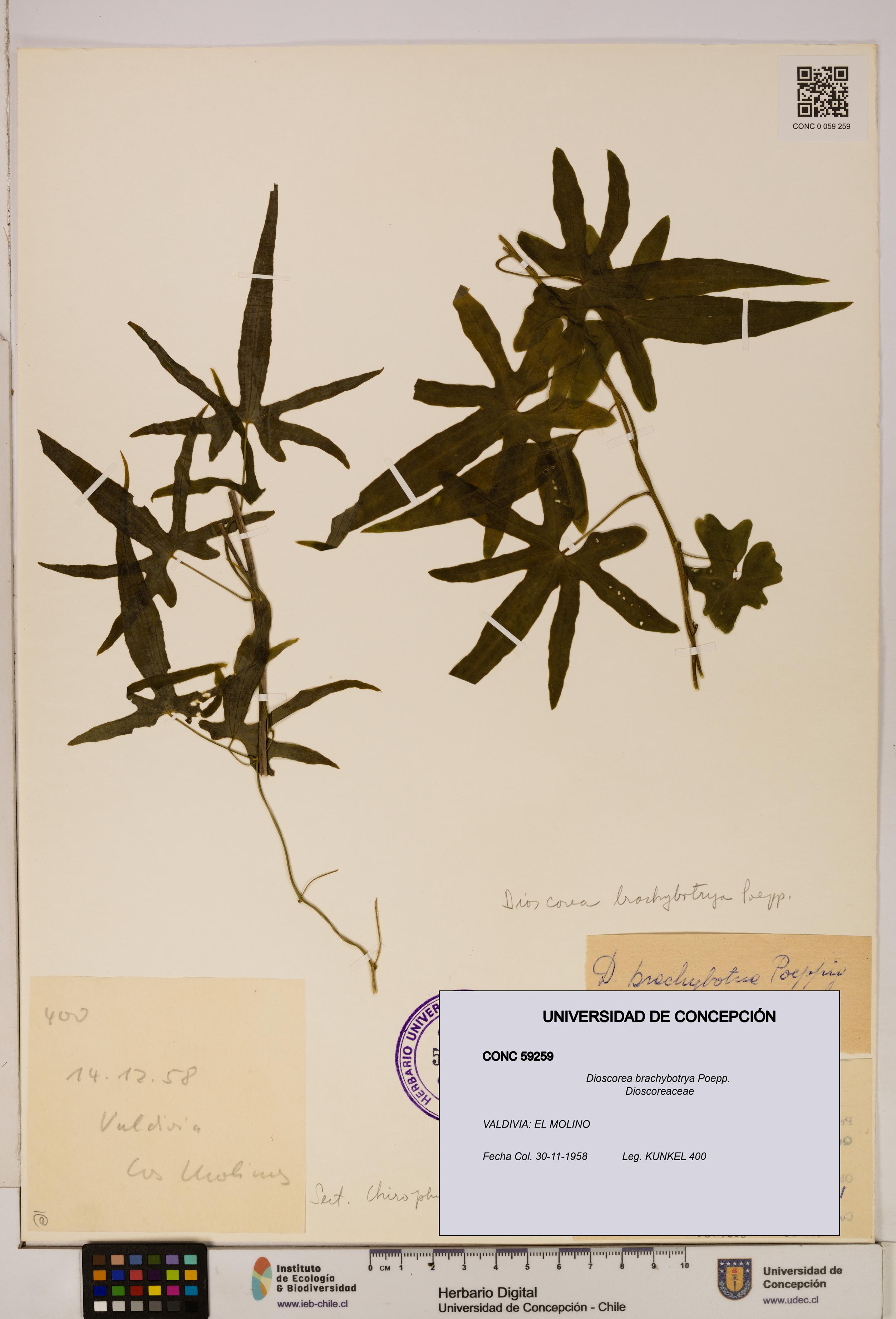 Dioscorea brachybotrya [Espécimen: ]