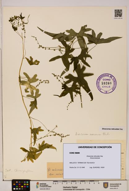 Dioscorea reticulata [Espécimen: ]