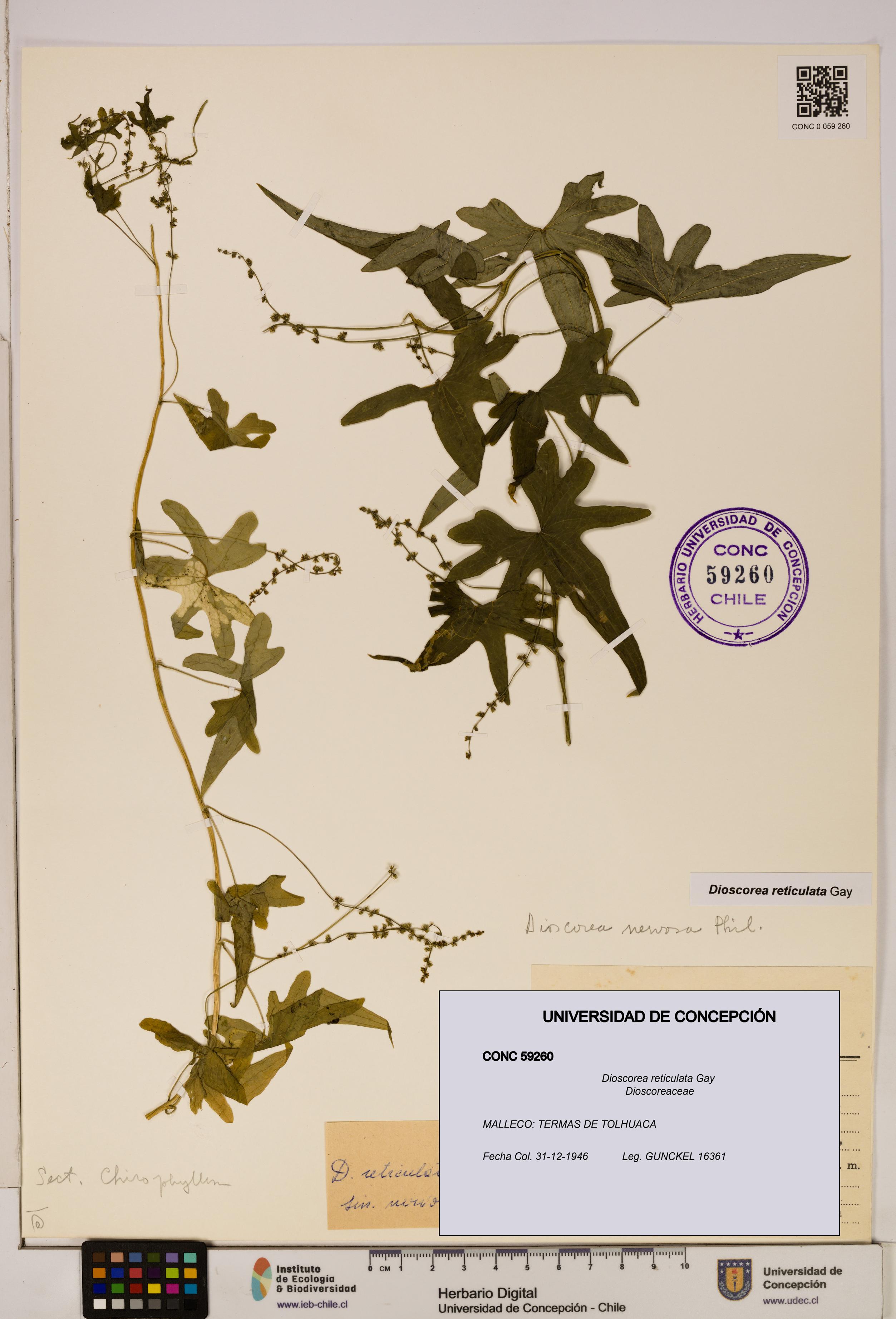 Dioscorea reticulata [Espécimen: ]