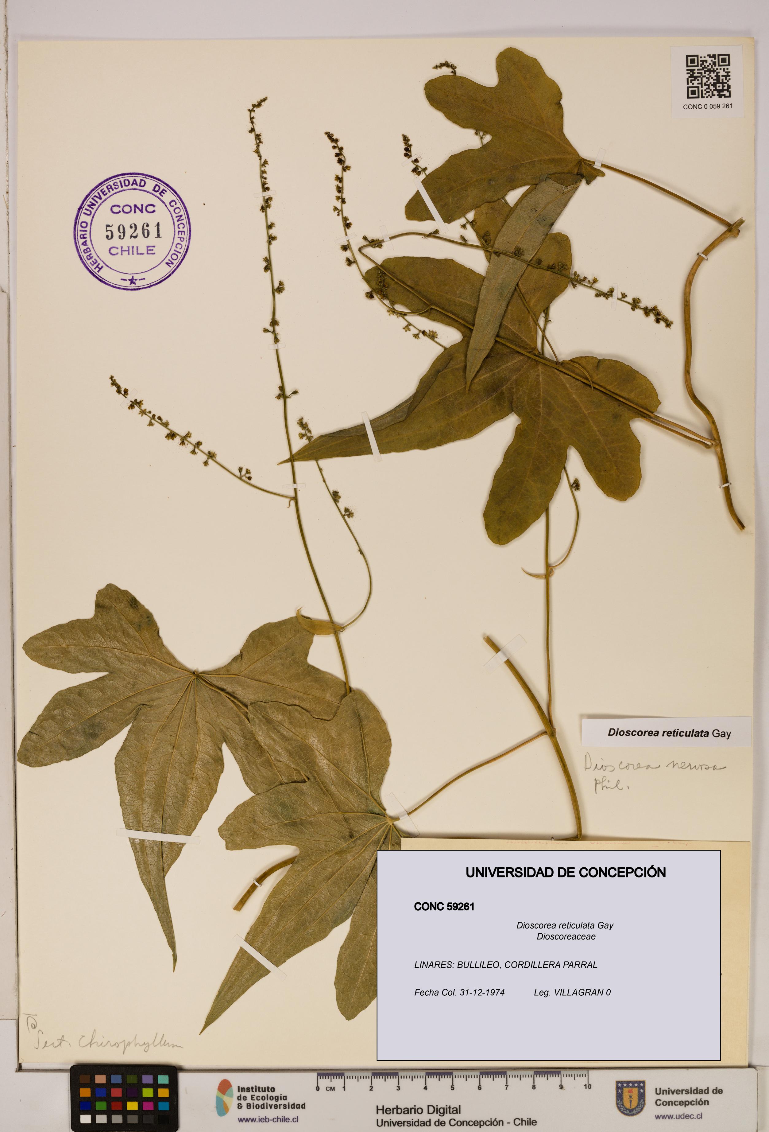 Dioscorea reticulata [Espécimen: ]