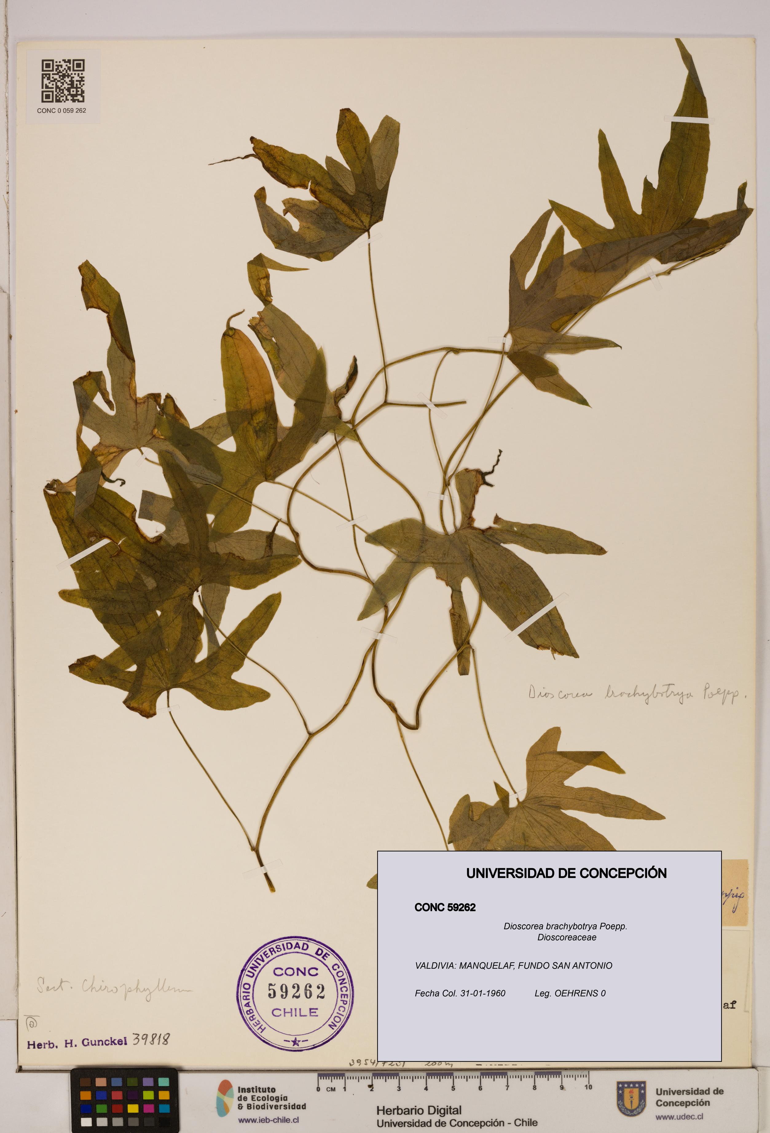 Dioscorea brachybotrya [Espécimen: ]