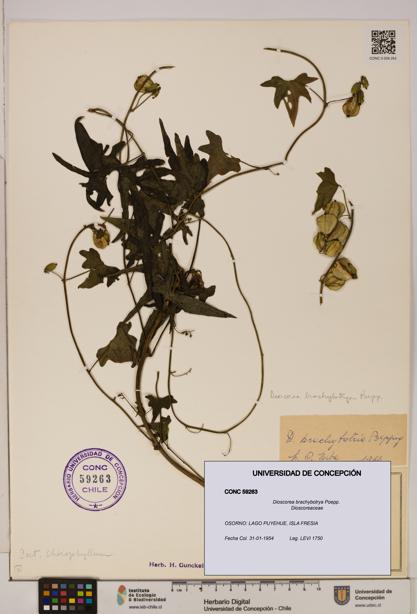 Dioscorea brachybotrya [Espécimen: ]