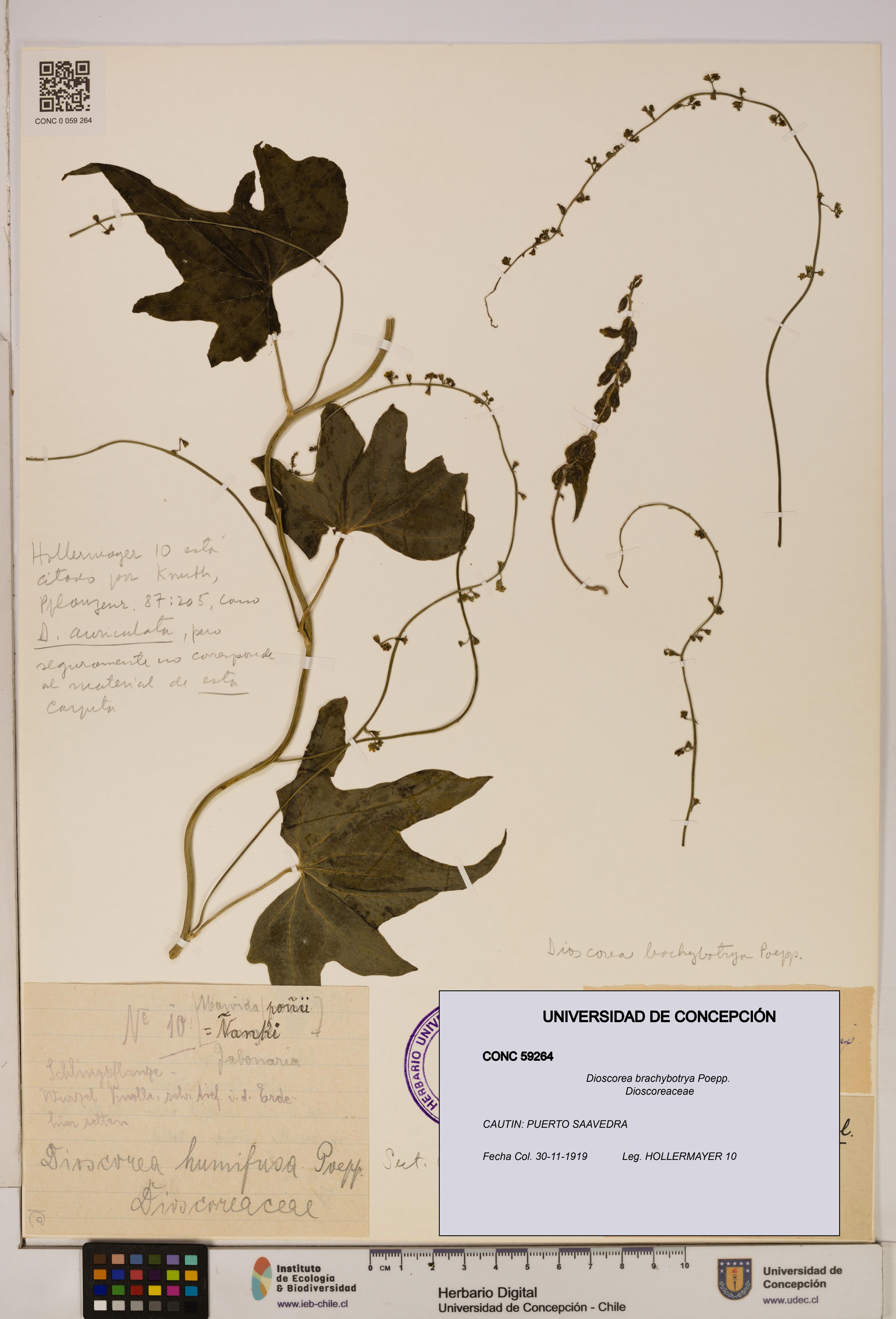 Dioscorea brachybotrya [Espécimen: ]