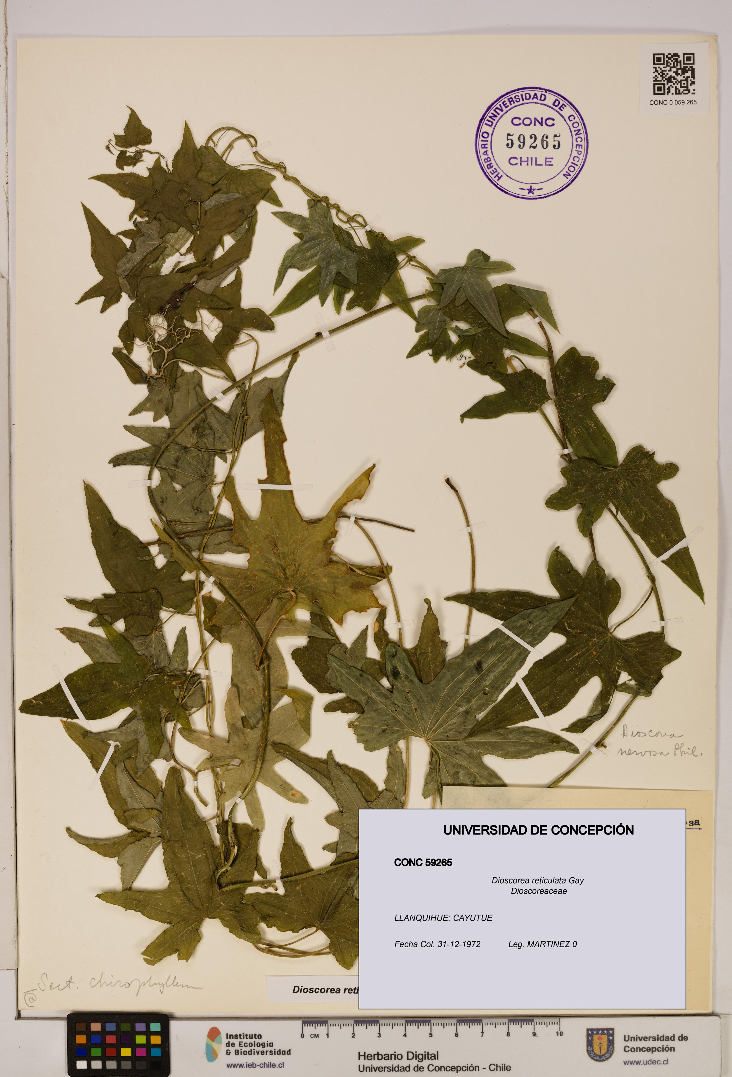 Dioscorea reticulata [Espécimen: ]