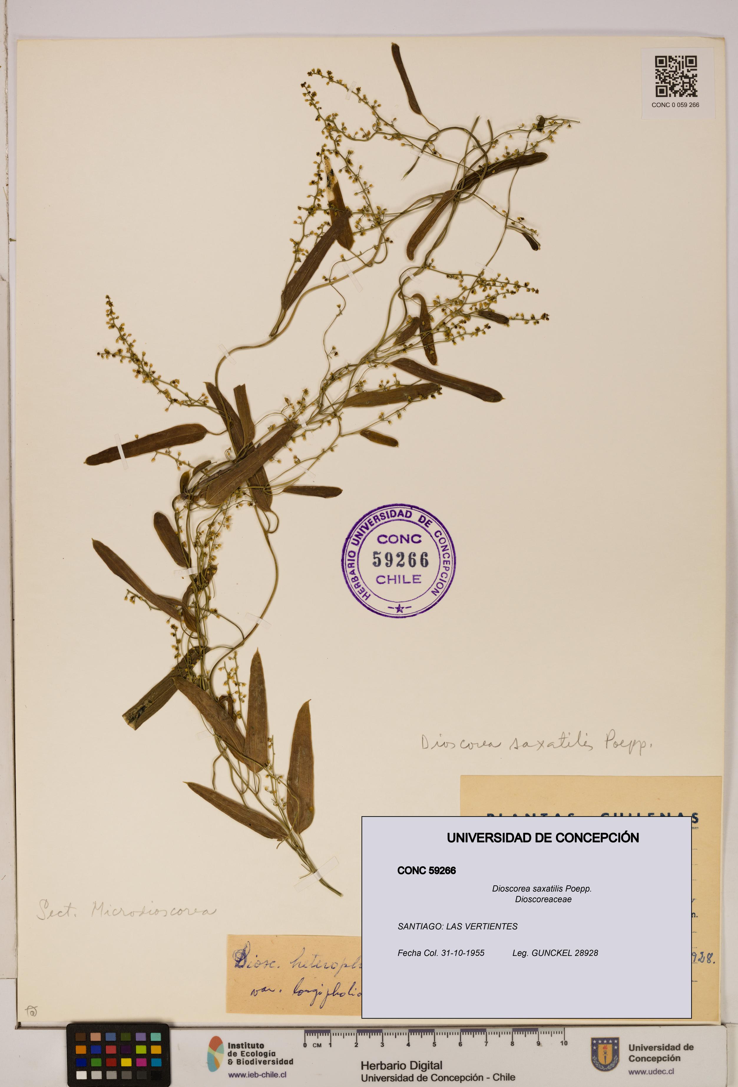 Dioscorea saxatilis [Espécimen: ]