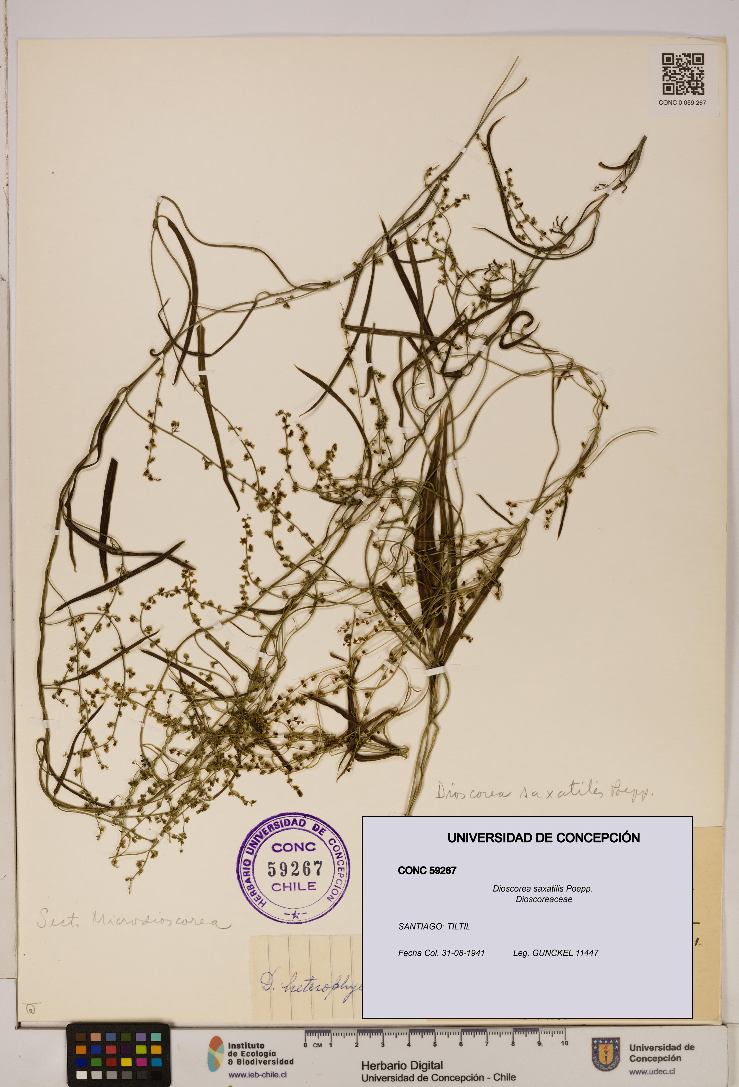 Dioscorea saxatilis [Espécimen: ]