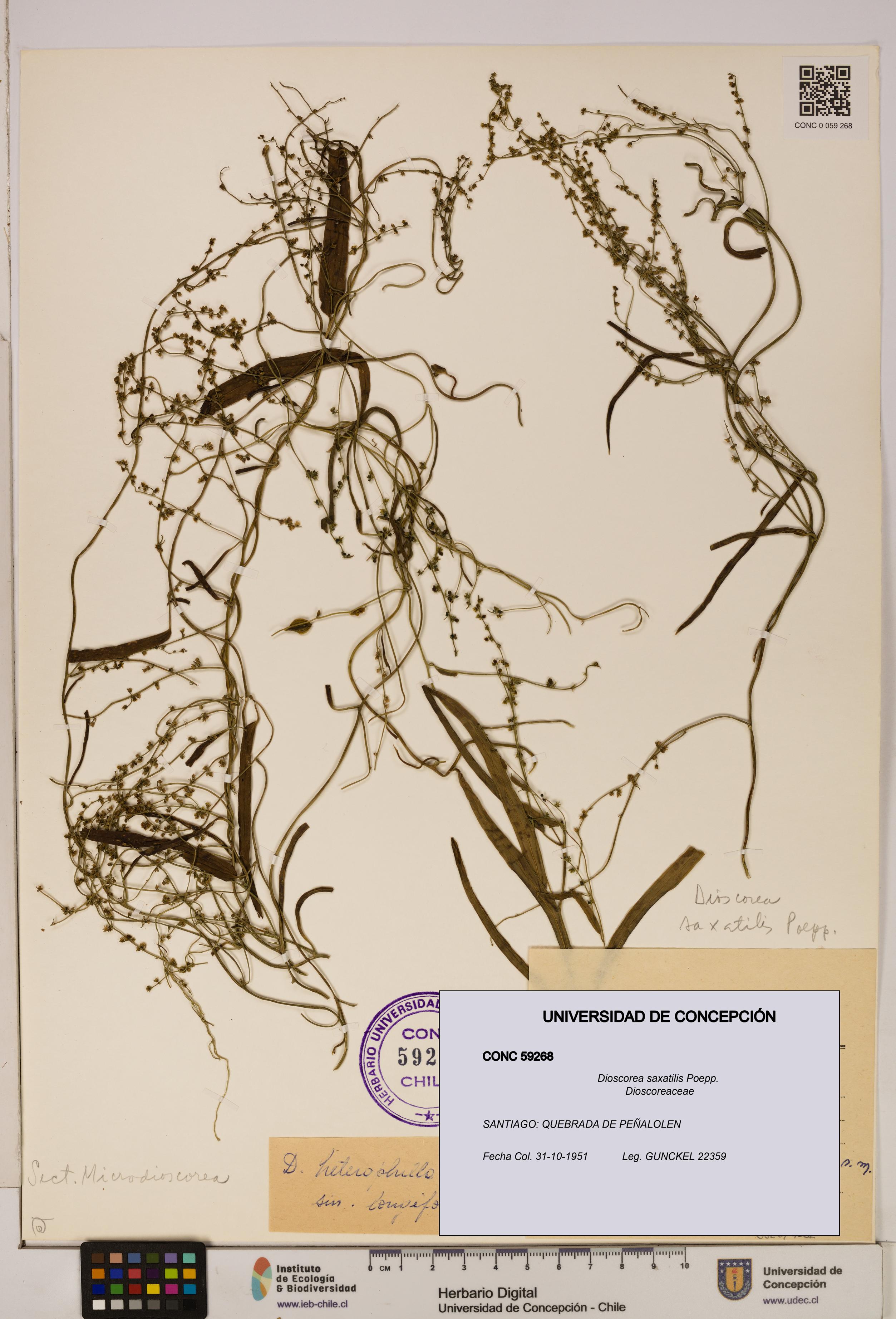 Dioscorea saxatilis [Espécimen: ]