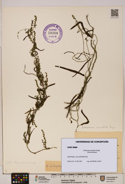 Dioscorea saxatilis [Espécimen: ]