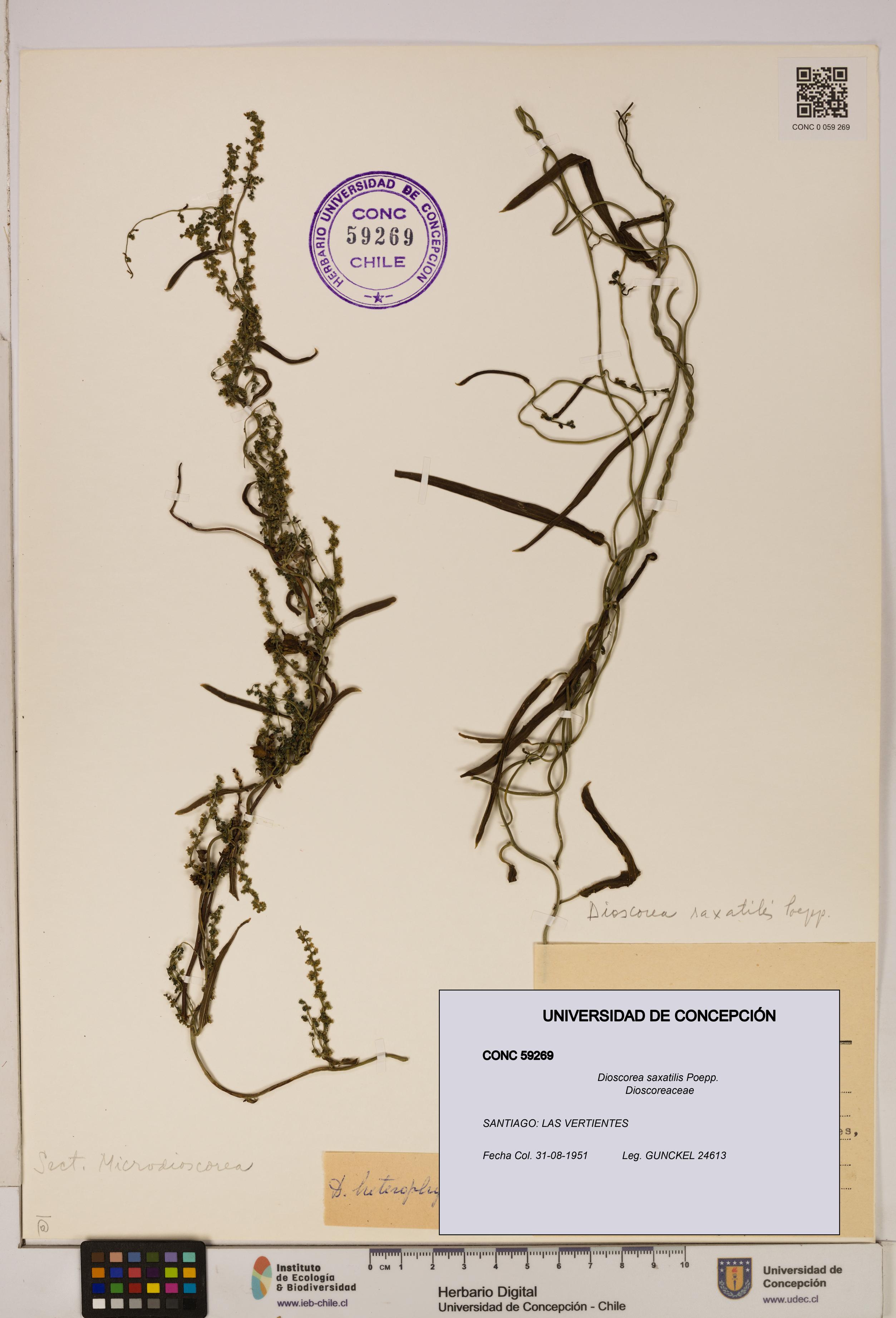 Dioscorea saxatilis [Espécimen: ]