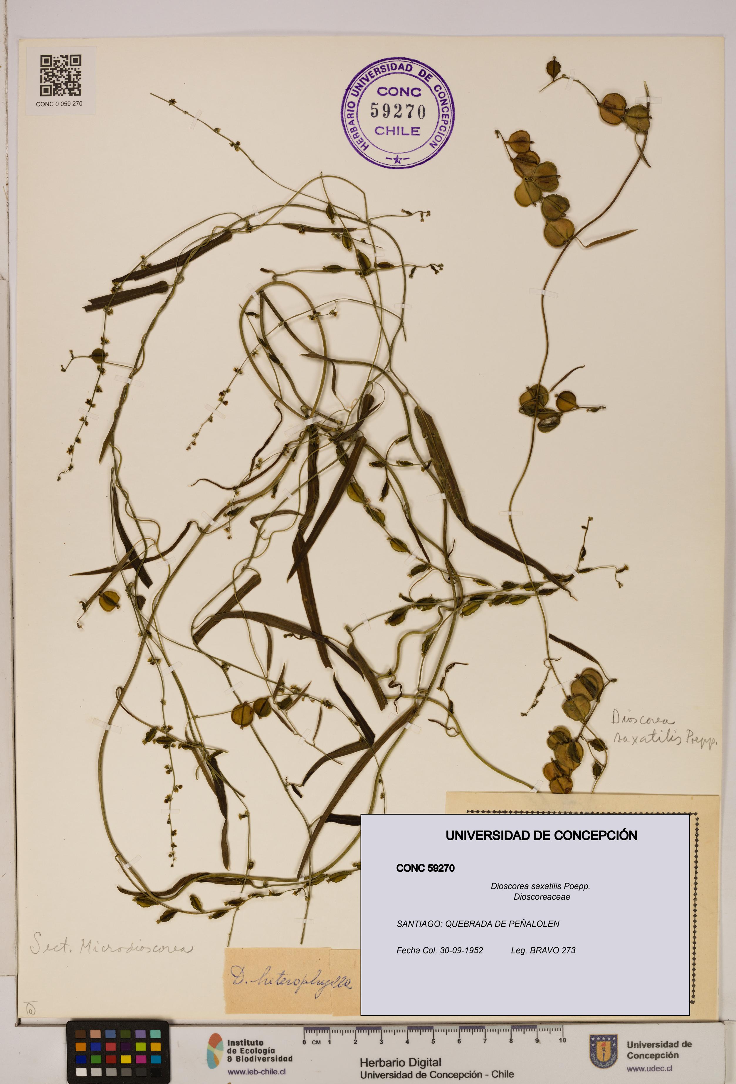 Dioscorea saxatilis [Espécimen: ]