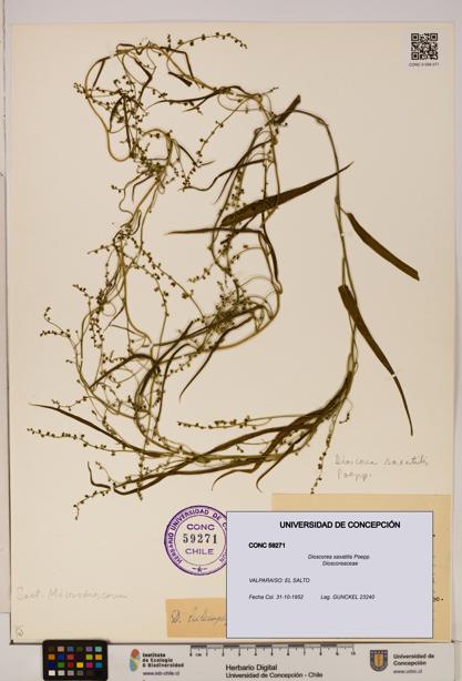 Dioscorea saxatilis [Espécimen: ]