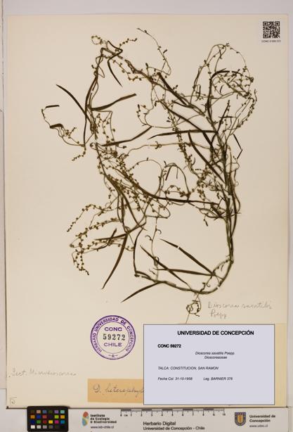 Dioscorea saxatilis [Espécimen: ]