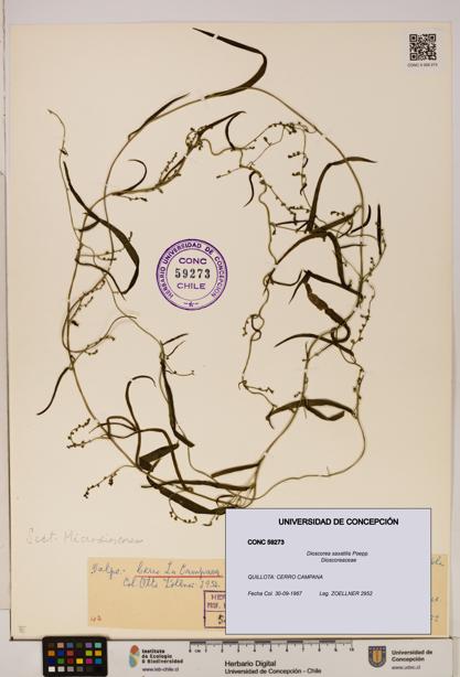 Dioscorea saxatilis [Espécimen: ]