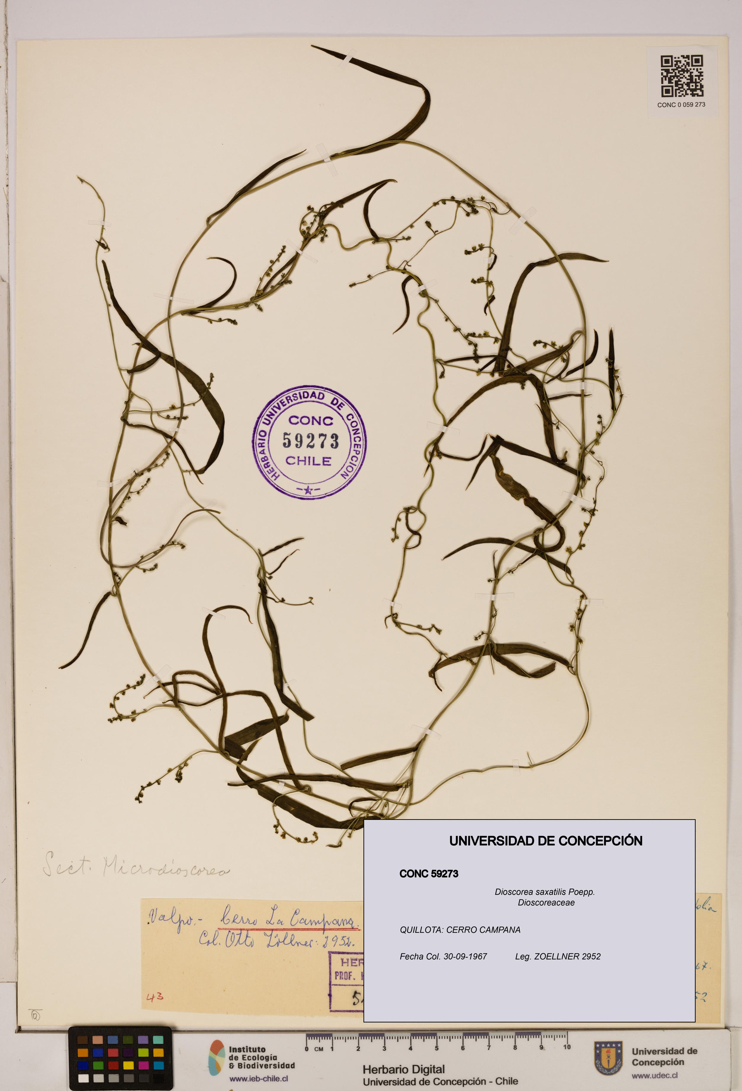 Dioscorea saxatilis [Espécimen: ]