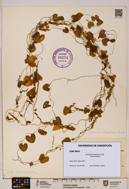 Dioscorea besseriana [Espécimen: ]