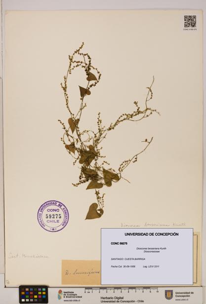 Dioscorea besseriana [Espécimen: ]