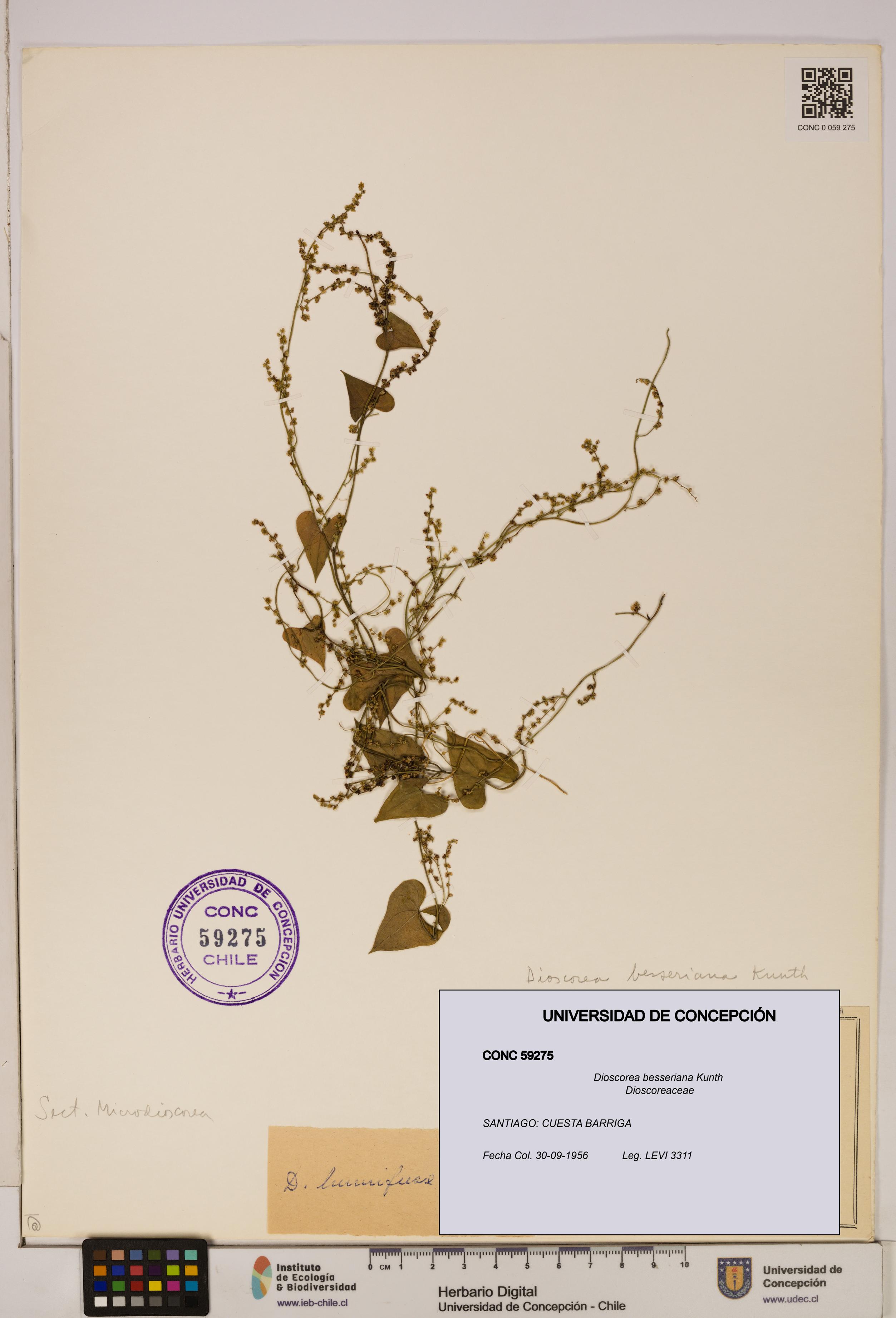 Dioscorea besseriana [Espécimen: ]