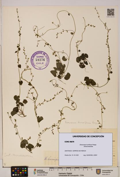 Dioscorea humifusa [Espécimen: ]