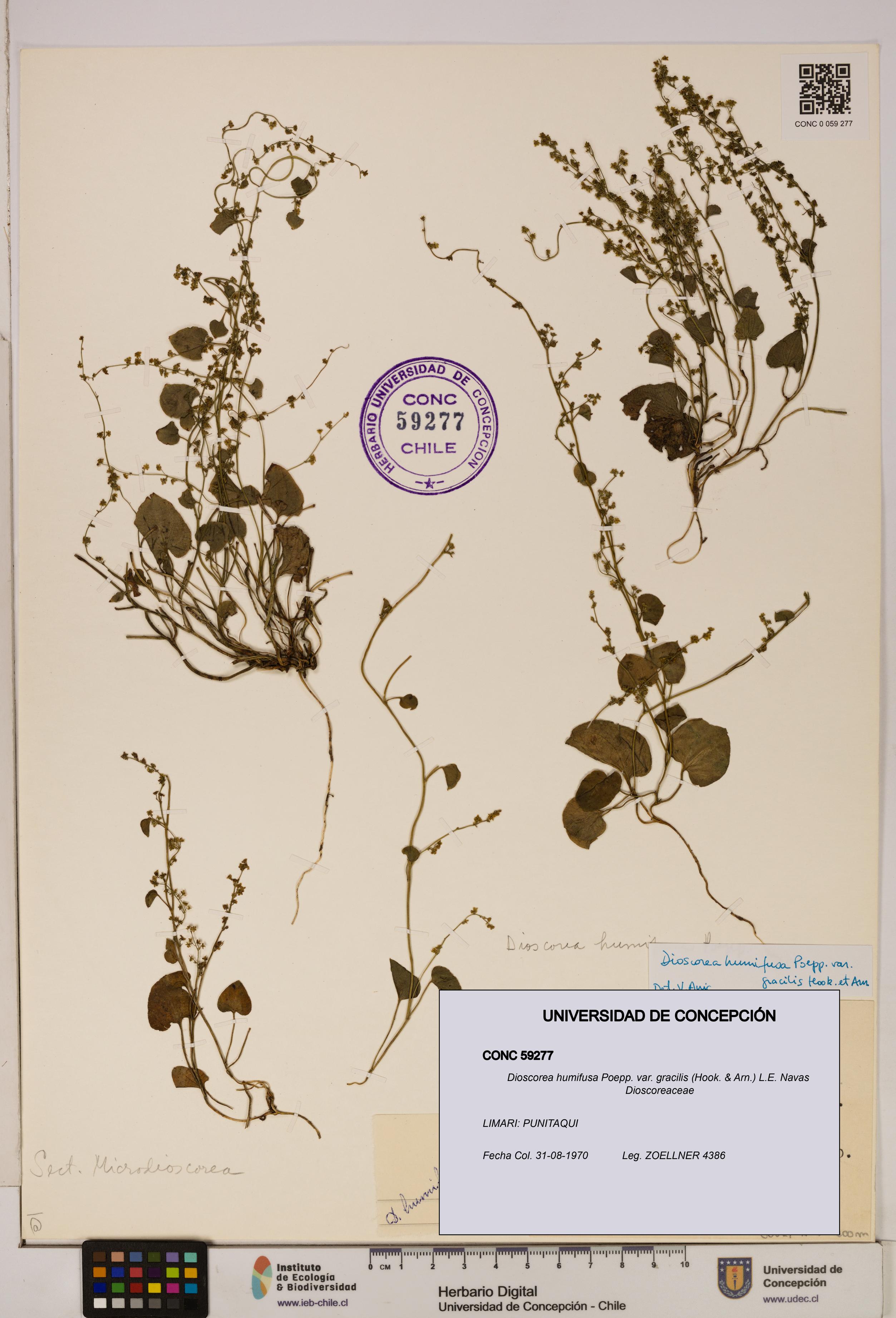 Dioscorea humifusa var. gracilis [Espécimen: ]