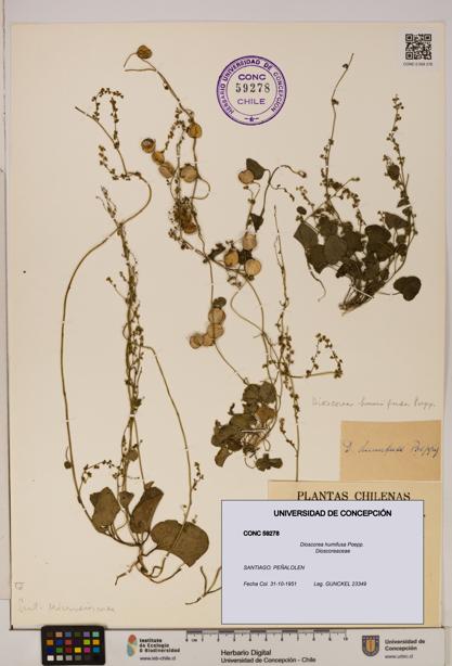 Dioscorea humifusa [Espécimen: ]
