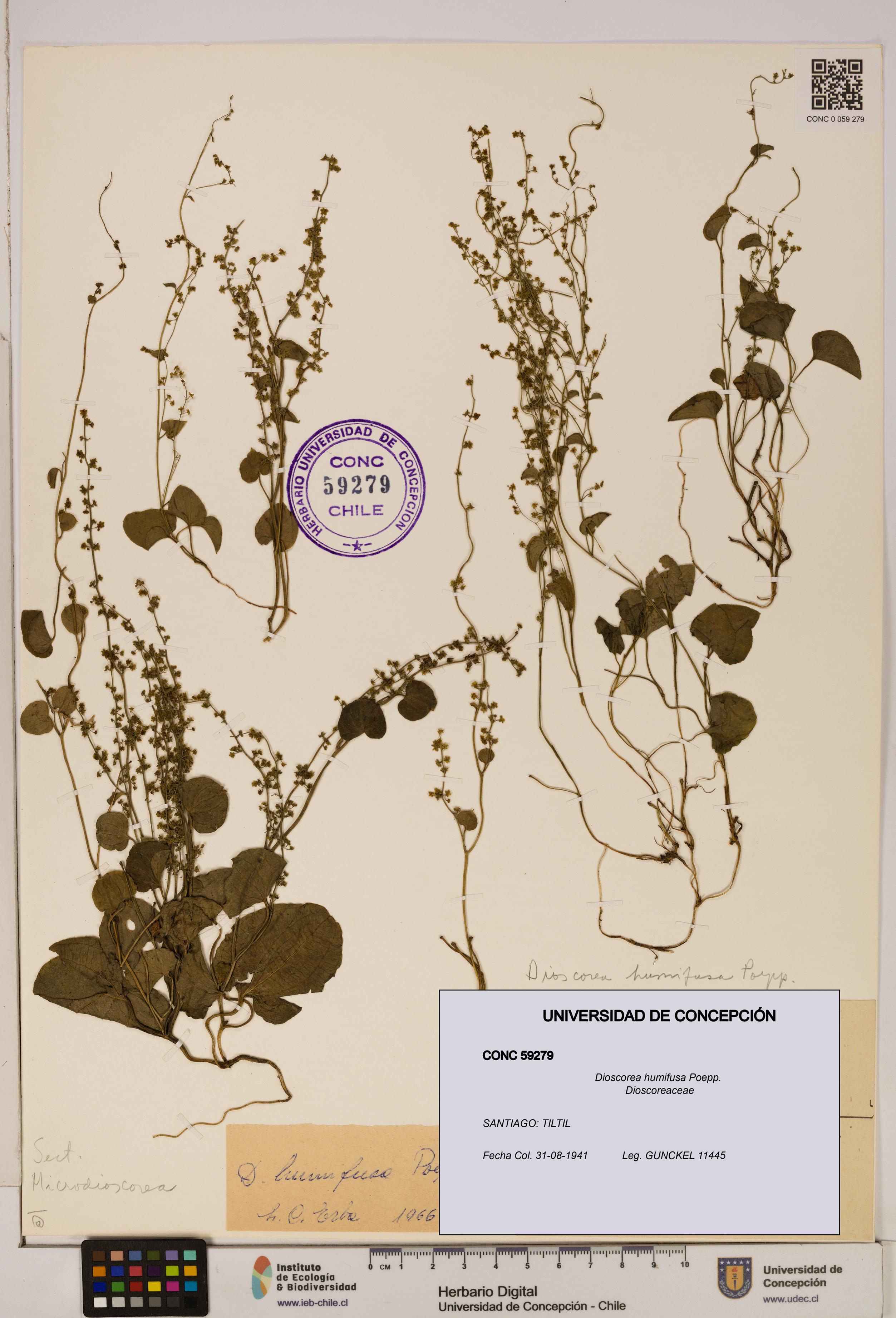 Dioscorea humifusa [Espécimen: ]