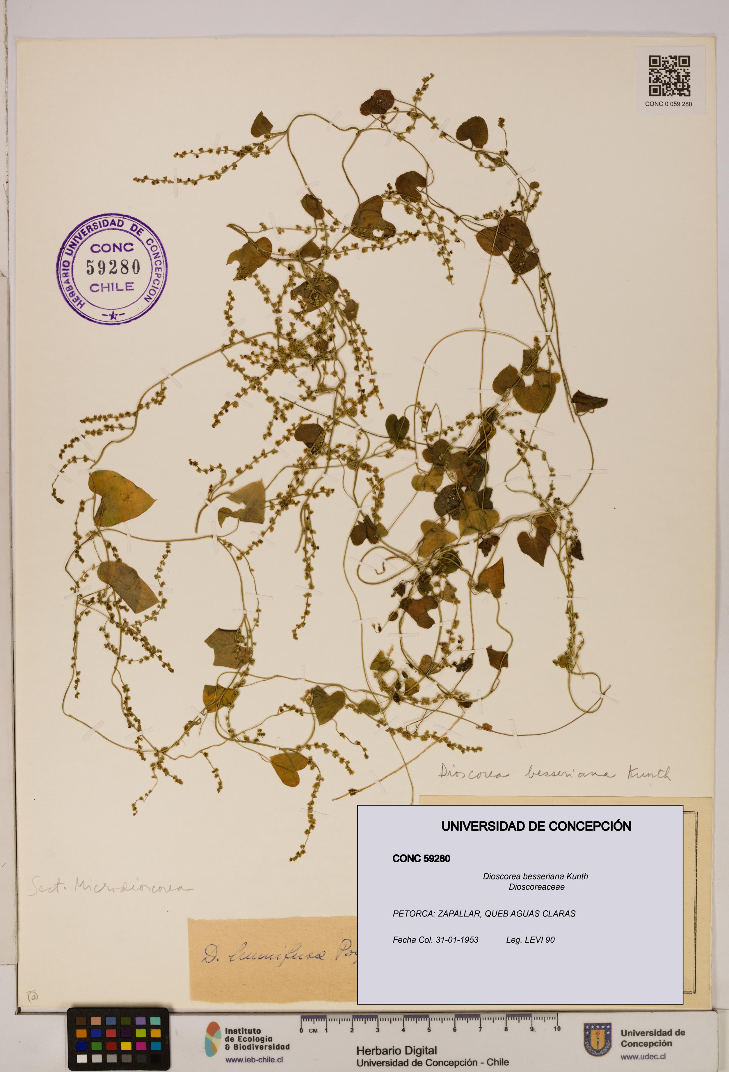 Dioscorea besseriana [Espécimen: ]