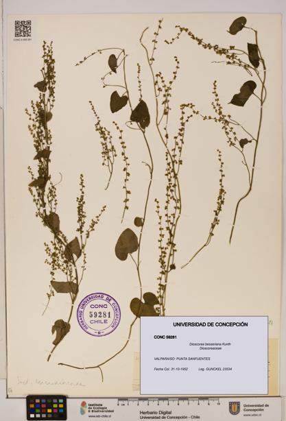 Dioscorea besseriana [Espécimen: ]