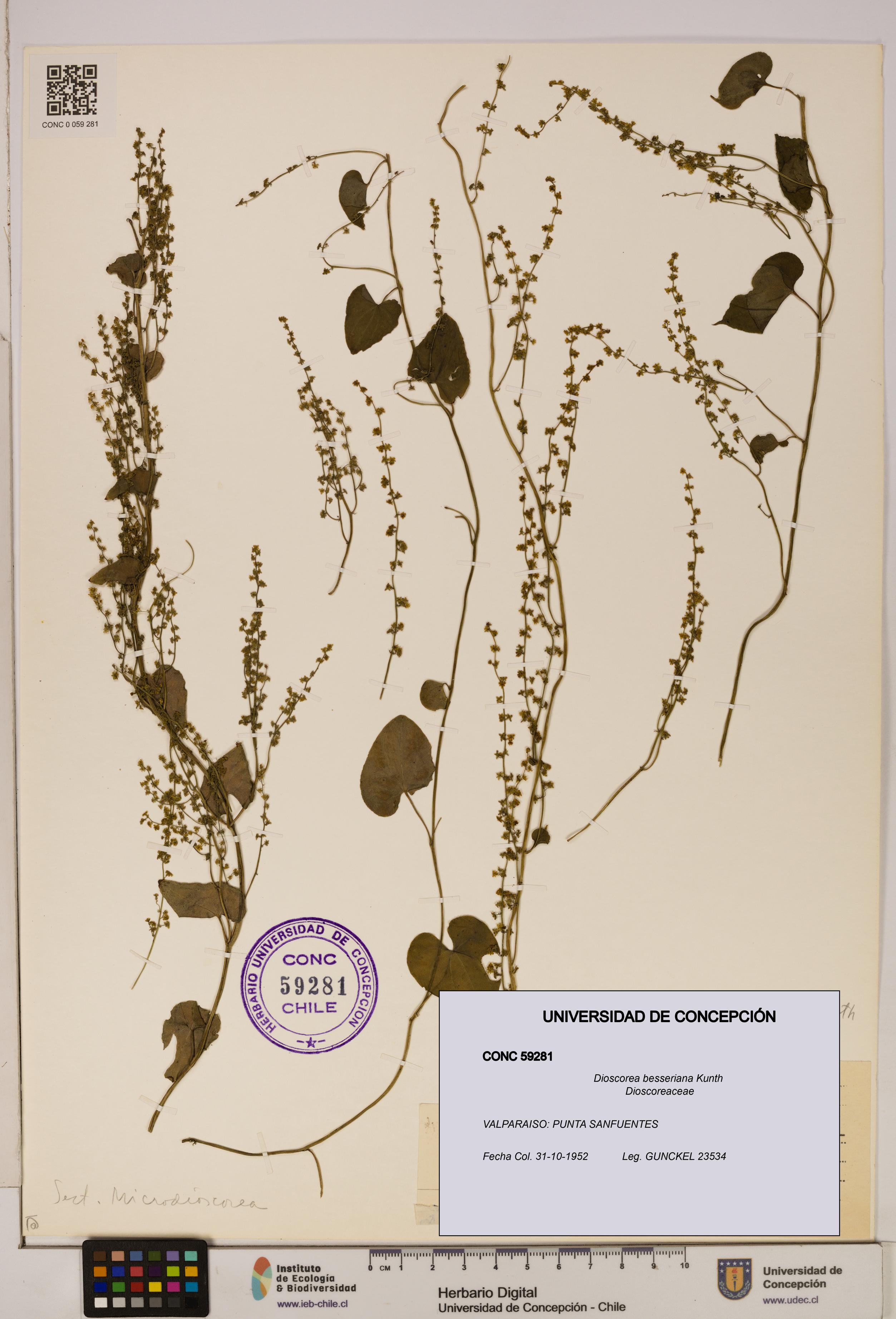 Dioscorea besseriana [Espécimen: ]