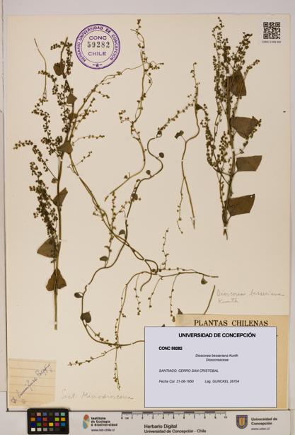 Dioscorea besseriana [Espécimen: ]