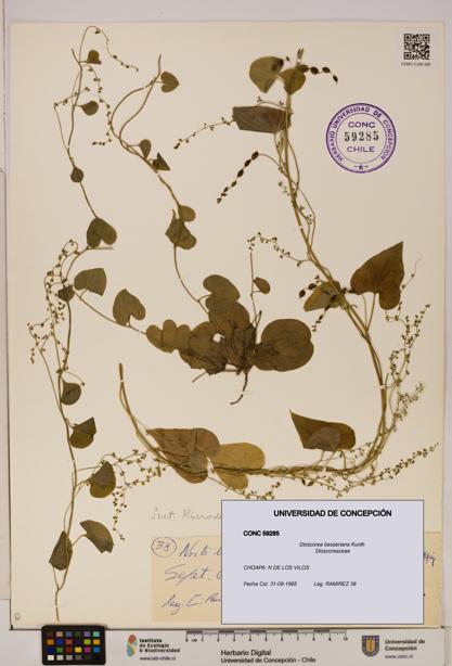 Dioscorea besseriana [Espécimen: ]