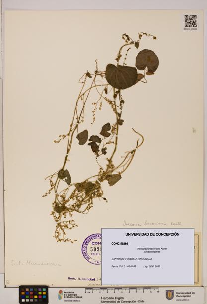 Dioscorea besseriana [Espécimen: ]