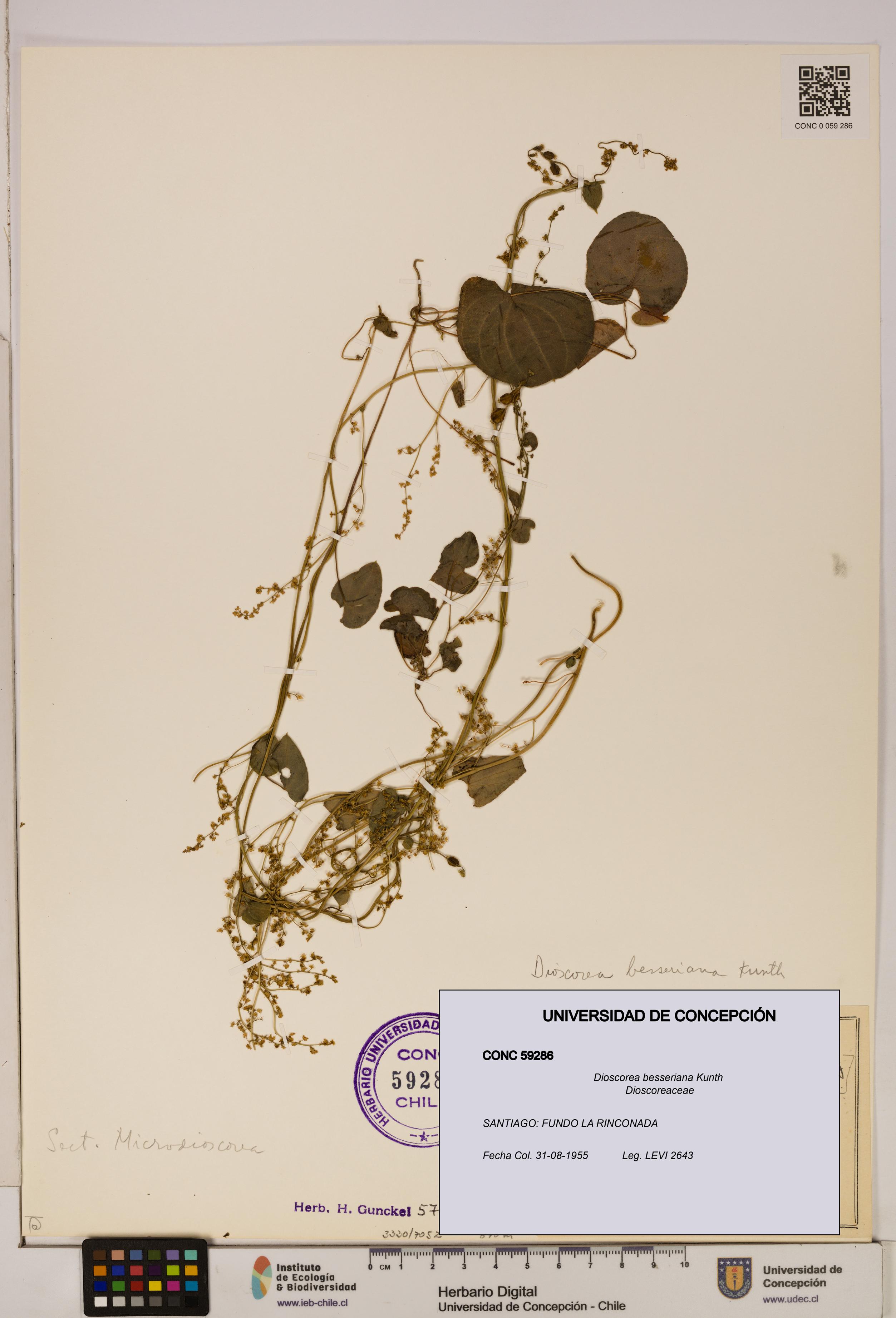 Dioscorea besseriana [Espécimen: ]