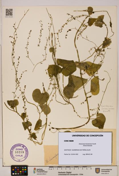 Dioscorea besseriana [Espécimen: ]