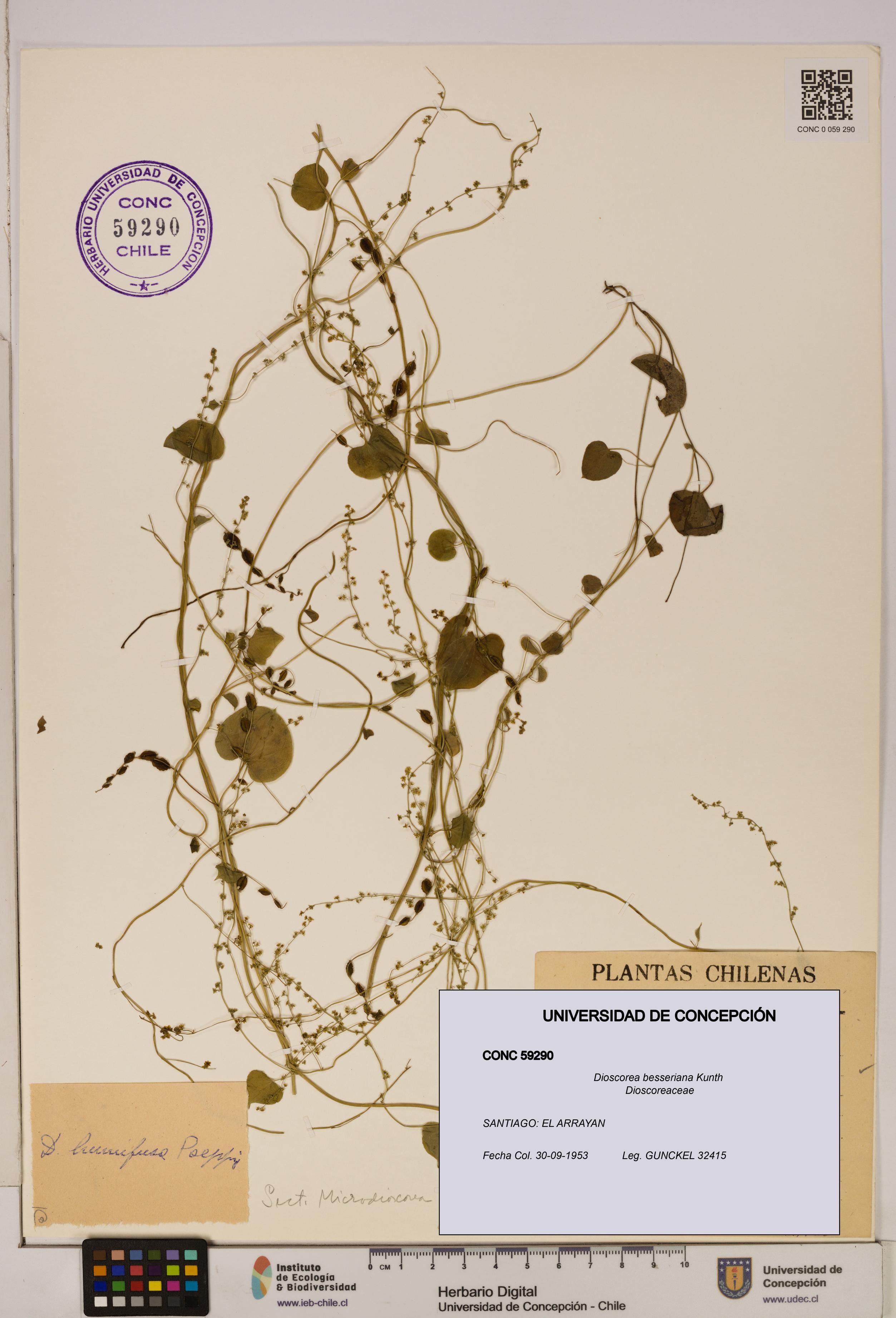 Dioscorea besseriana [Espécimen: ]