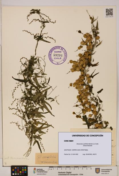 Dioscorea variifolia [Espécimen: ]