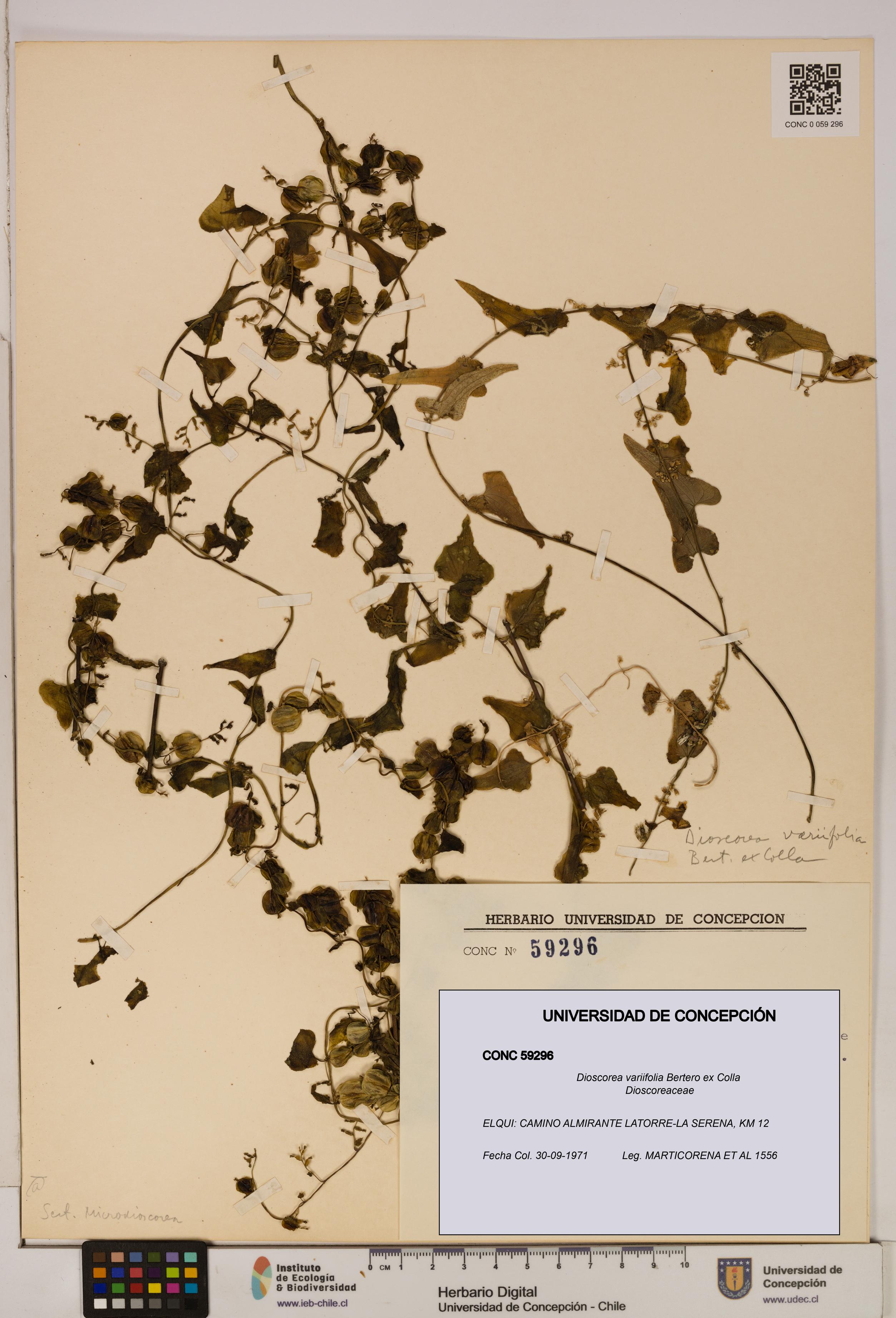 Dioscorea variifolia [Espécimen: ]