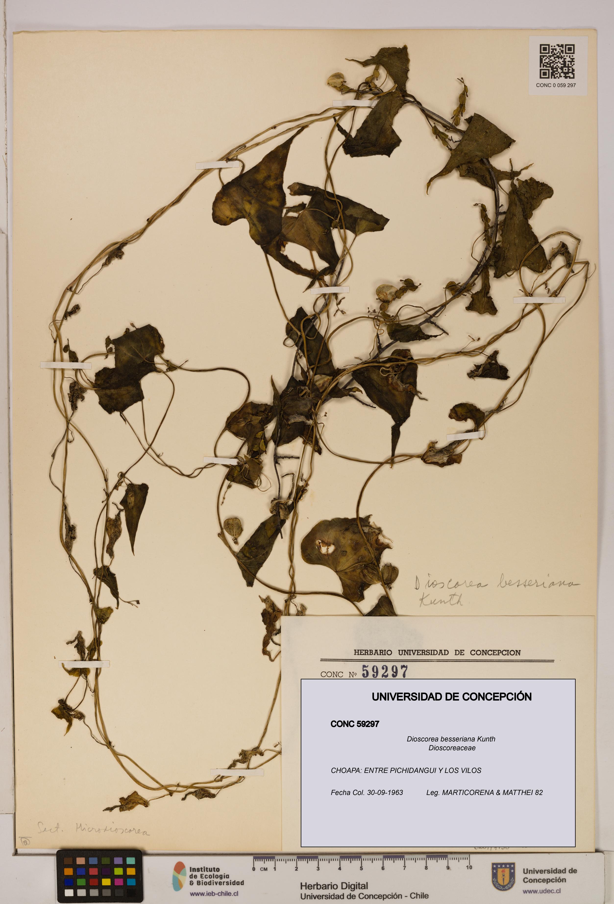 Dioscorea besseriana [Espécimen: ]