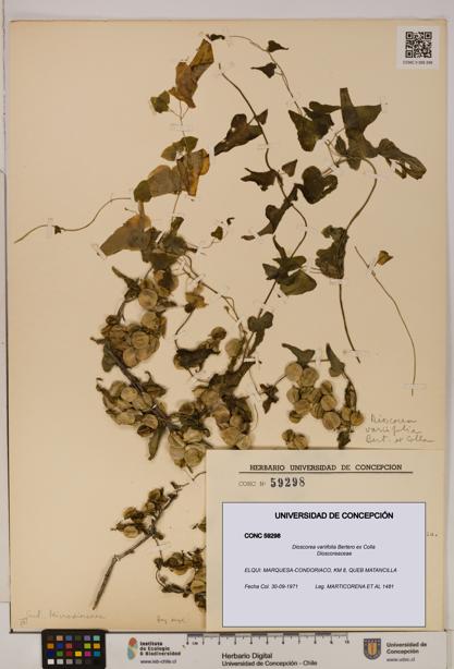 Dioscorea variifolia [Espécimen: ]