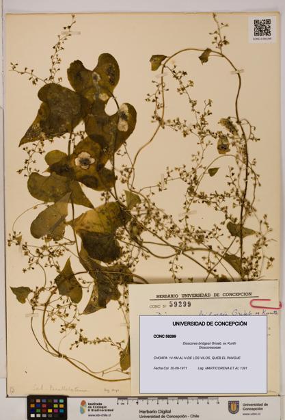 Dioscorea bridgesii [Espécimen: ]