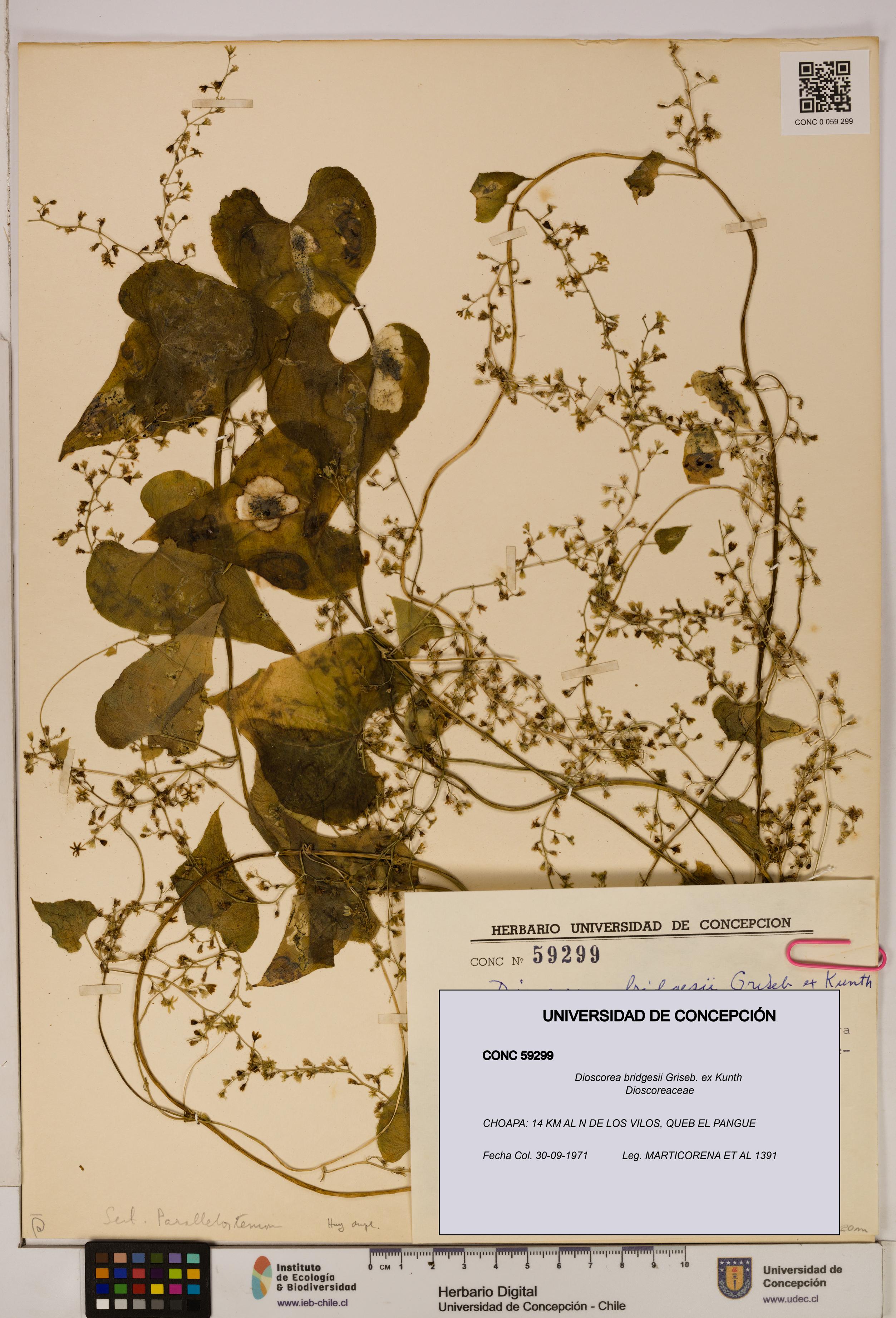 Dioscorea bridgesii [Espécimen: ]