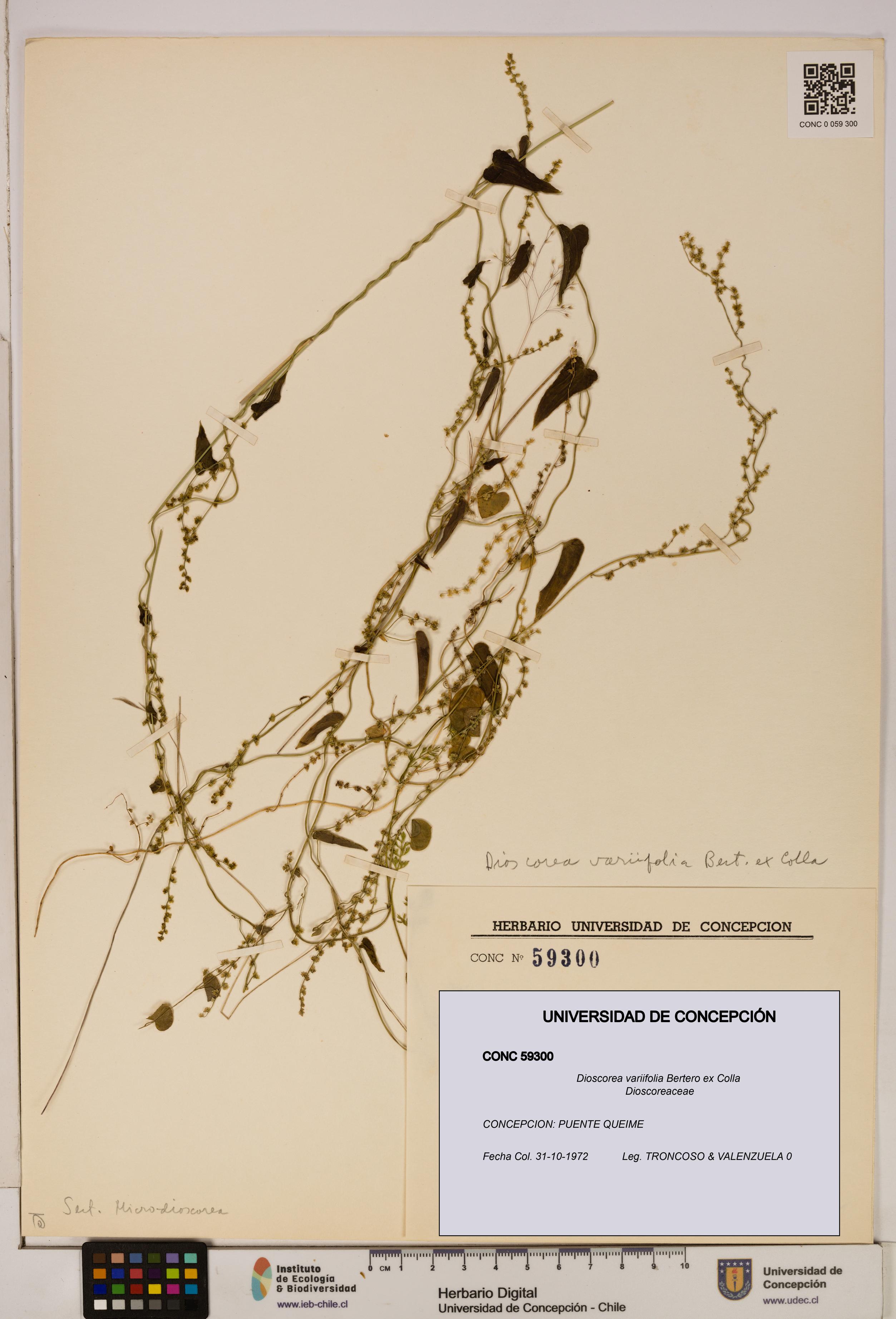 Dioscorea variifolia [Espécimen: ]