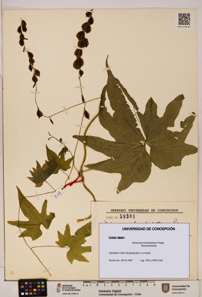 Dioscorea brachybotrya [Espécimen: ]